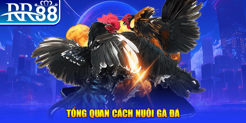 lucky88 best VA Điện Tử